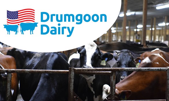 Cows at Drumgoon Dairy